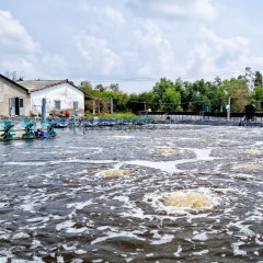 Hiện trạng ô nhiễm ở đáy ao nuôi tôm